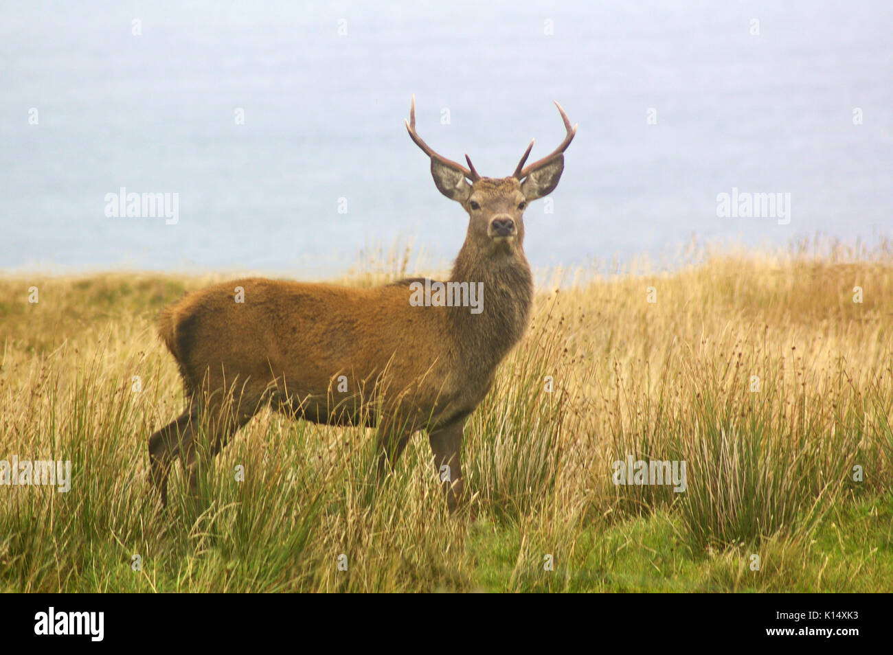 Il cervo rosso in erba alta Foto Stock
