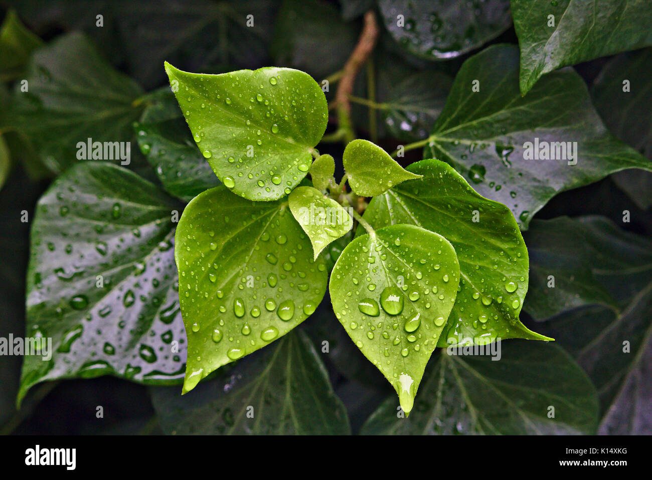 Gocce di pioggia sul luminoso e foglie di colore verde scuro Foto Stock