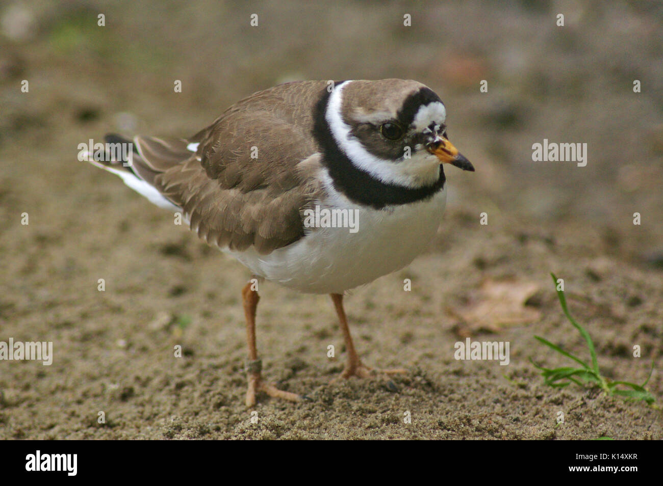 Comune di inanellare plover sabbia sul terreno Foto Stock