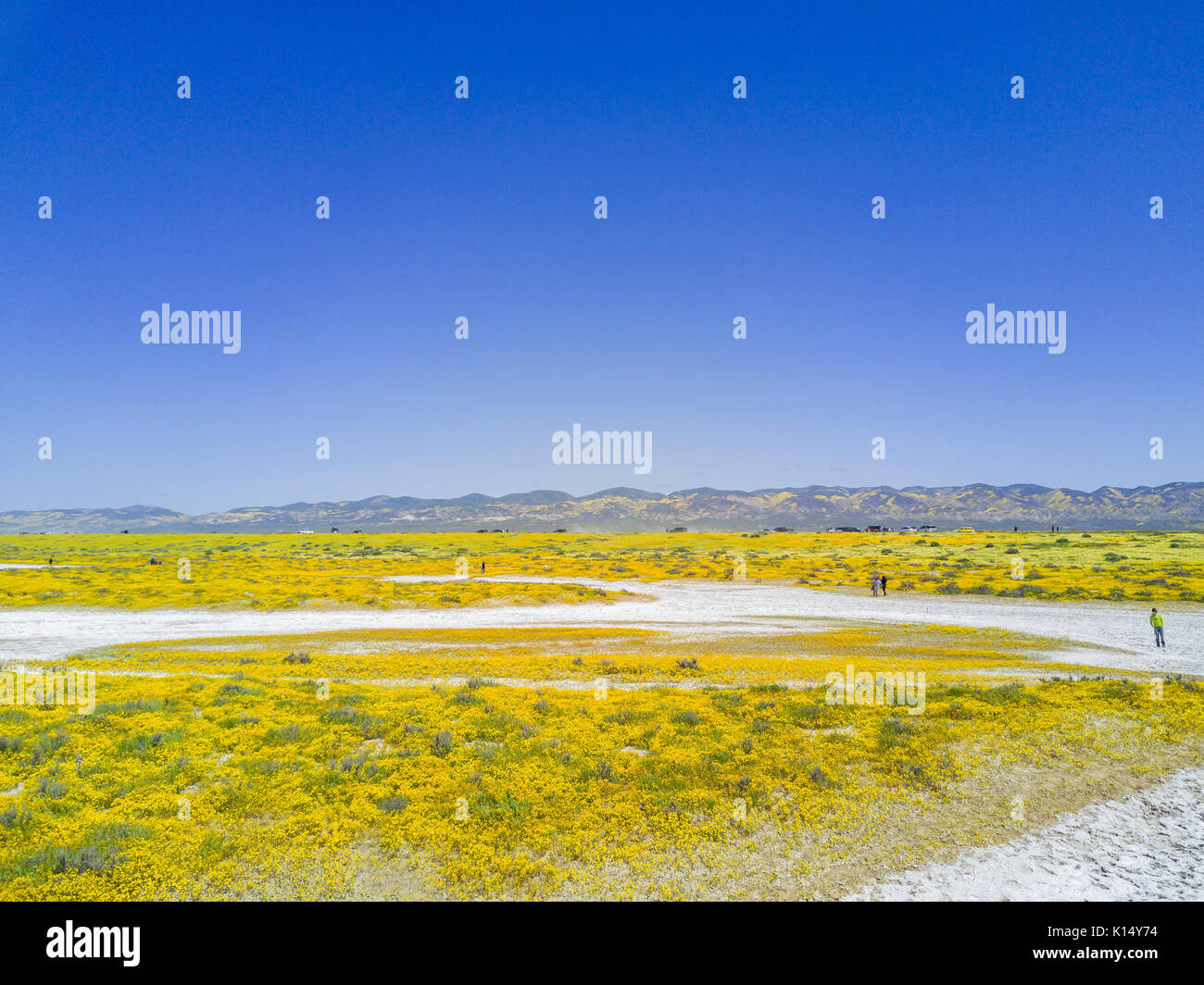 Vista aerea del bel giallo goldifelds blossom con soda lago a Carrizo Plain monumento nazionale, California, U.S.A. Foto Stock