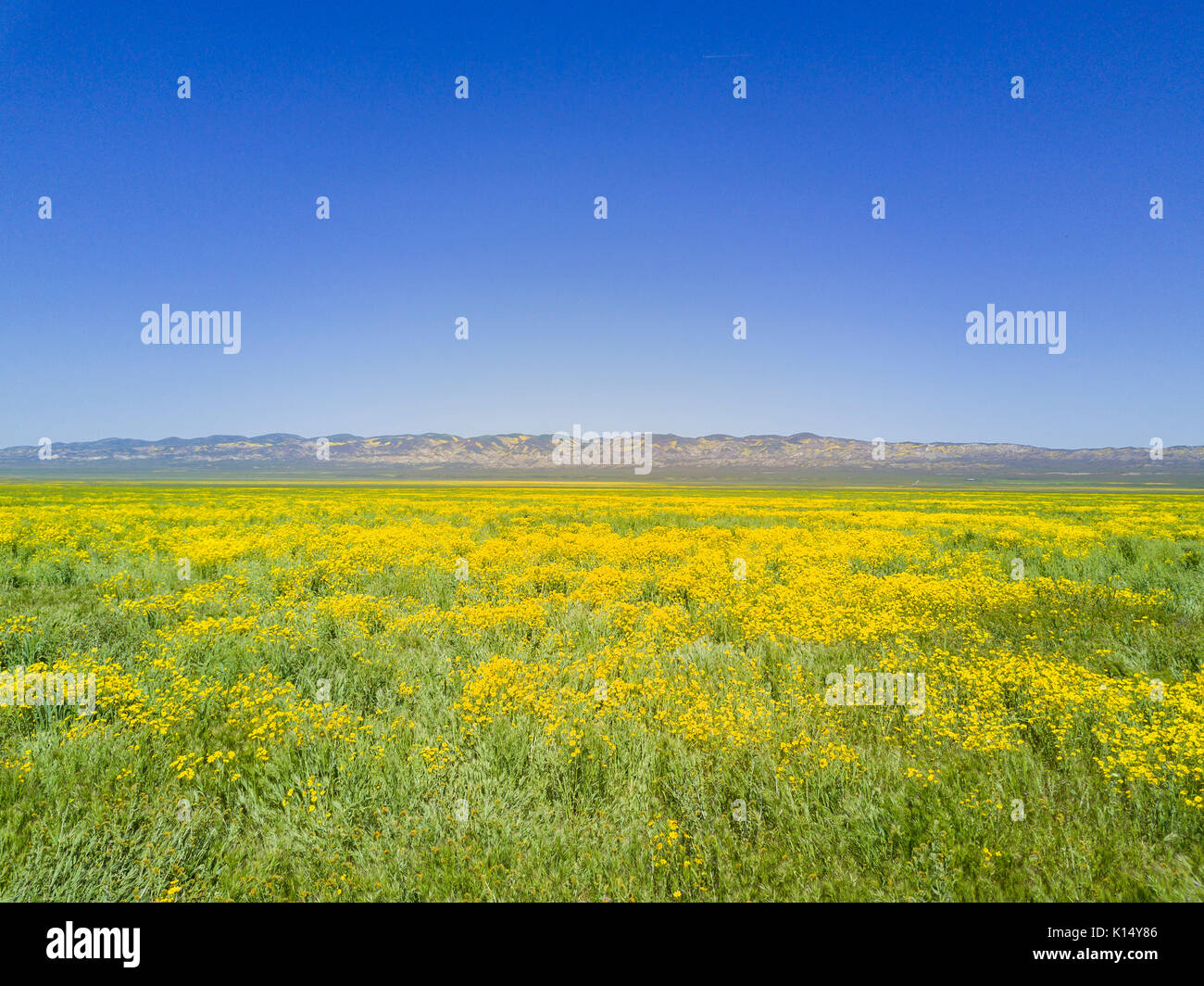 Bel colore giallo fiore goldifelds a Carrizo Plain monumento nazionale, California, U.S.A. Foto Stock