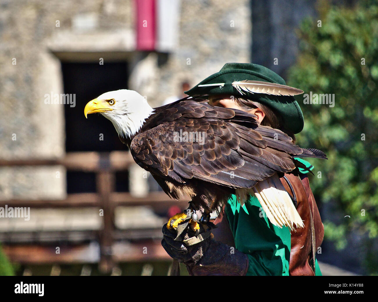 Aquila calva appollaiato sulla sua falconer la mano in condizioni di luce solare intensa Foto Stock