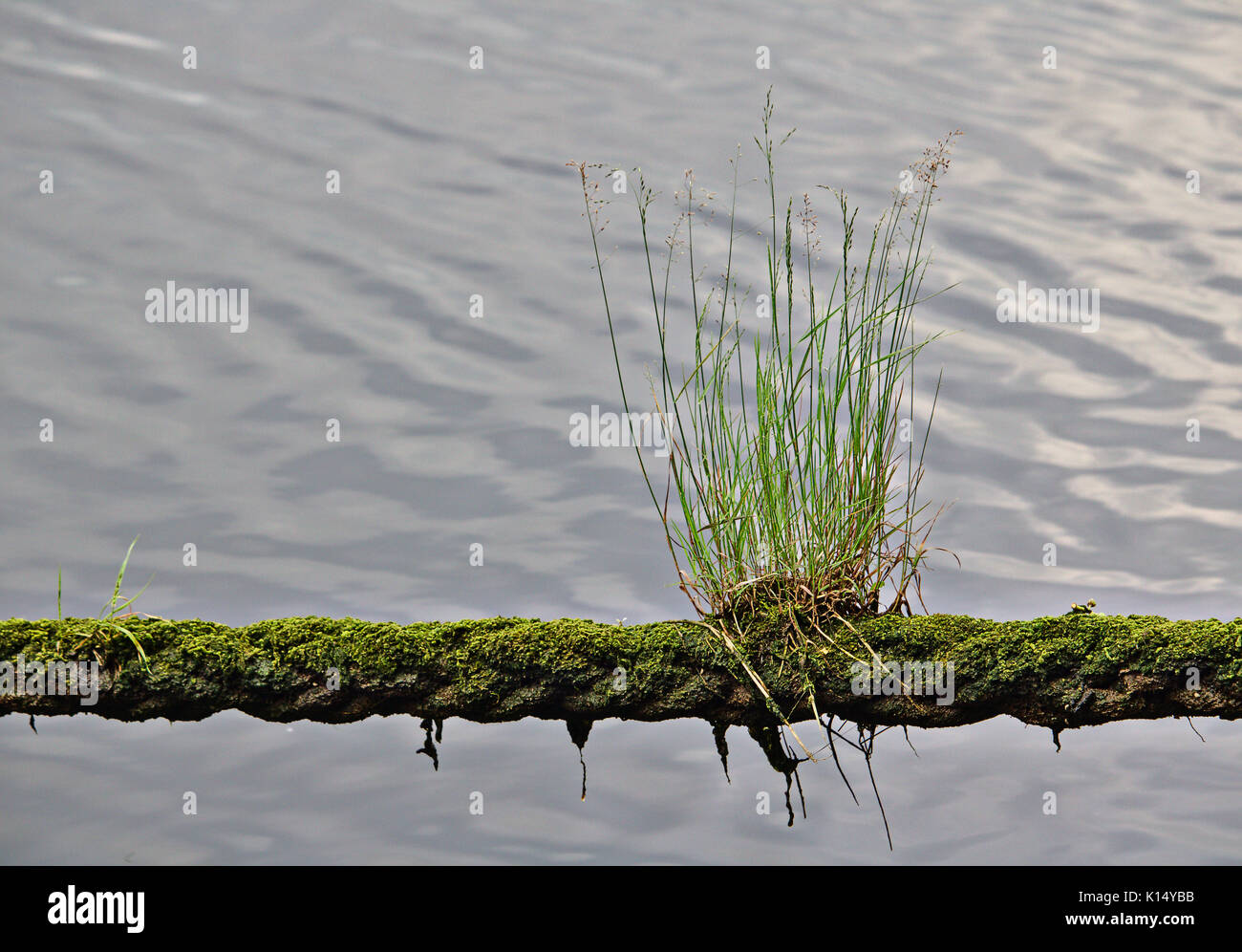 Erba verde e muschio che cresce su una linea di ormeggio con acqua in background Foto Stock