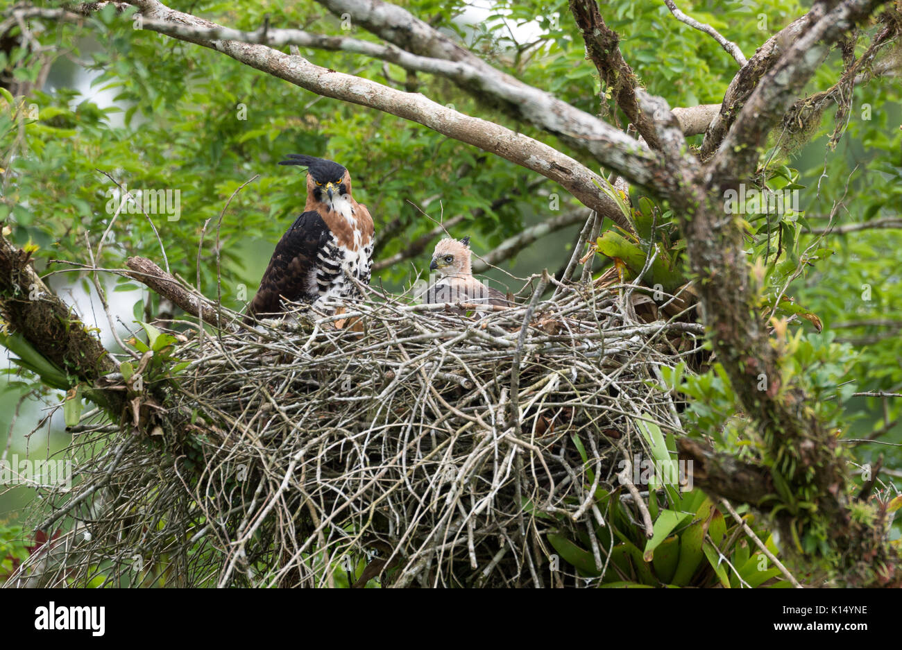 Adulto Hawk-Eagle ornati (Spizaetus ornatus) e immaturi a nido Foto Stock