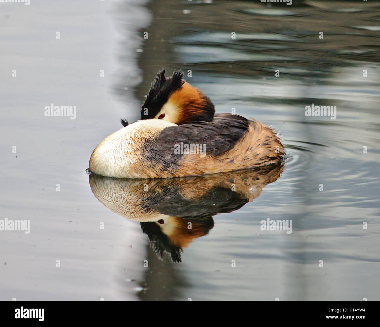 Svasso maggiore riflettendo in acqua tranquilla Foto Stock