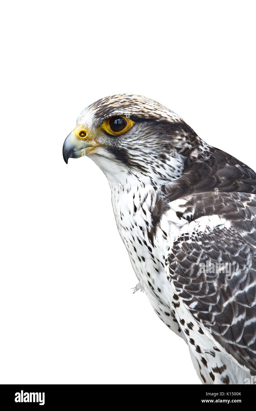 Closeup ritratto di un gyrfalcon isolati su sfondo bianco Foto Stock