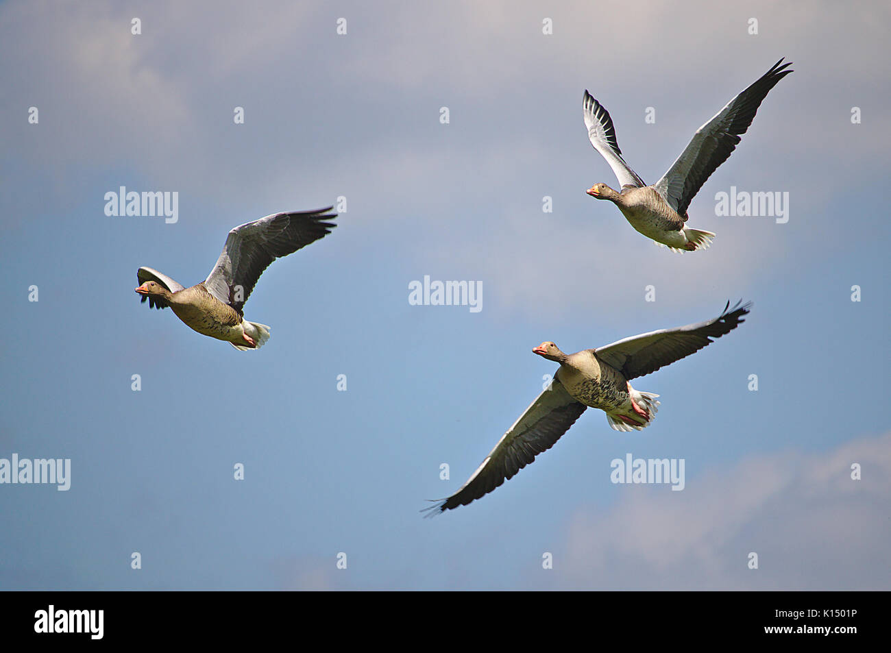 Tre graylag oche in volo di fronte a un cielo blu Foto Stock