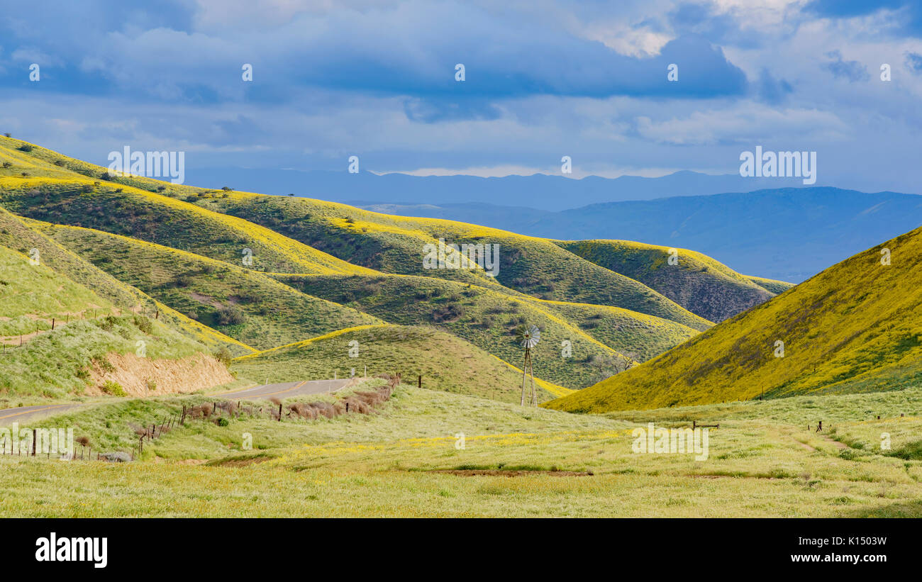 Bel colore giallo fiore goldifelds a Carrizo Plain monumento nazionale, California, U.S.A. Foto Stock