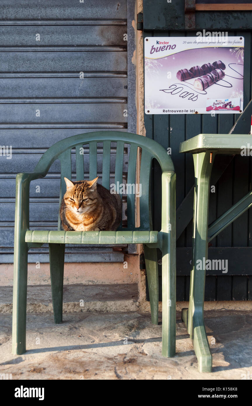 Francia, Corsica, Cap Corse, Centuri, tabby cat seduto sulla sedia verde Foto Stock