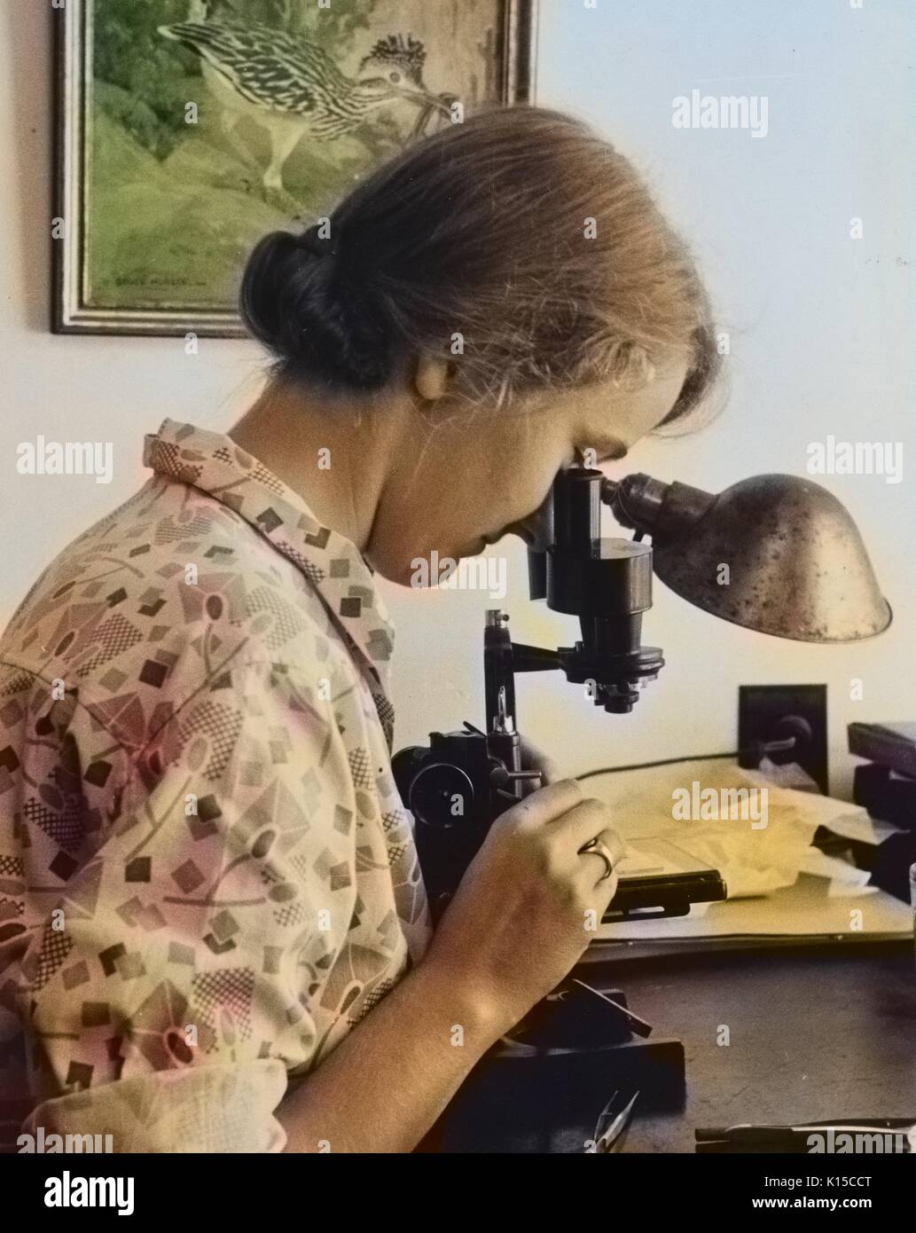 Lavoratore di sesso femminile che utilizzando un microscopio per esaminare un campione presso il Dipartimento dell'agricoltura fattoria sperimentale, Beltsville, Maryland, 1935. Dalla Biblioteca Pubblica di New York. Nota: l'immagine è stato colorizzato digitalmente usando un processo moderno. I colori possono non essere periodo-precisa. Foto Stock