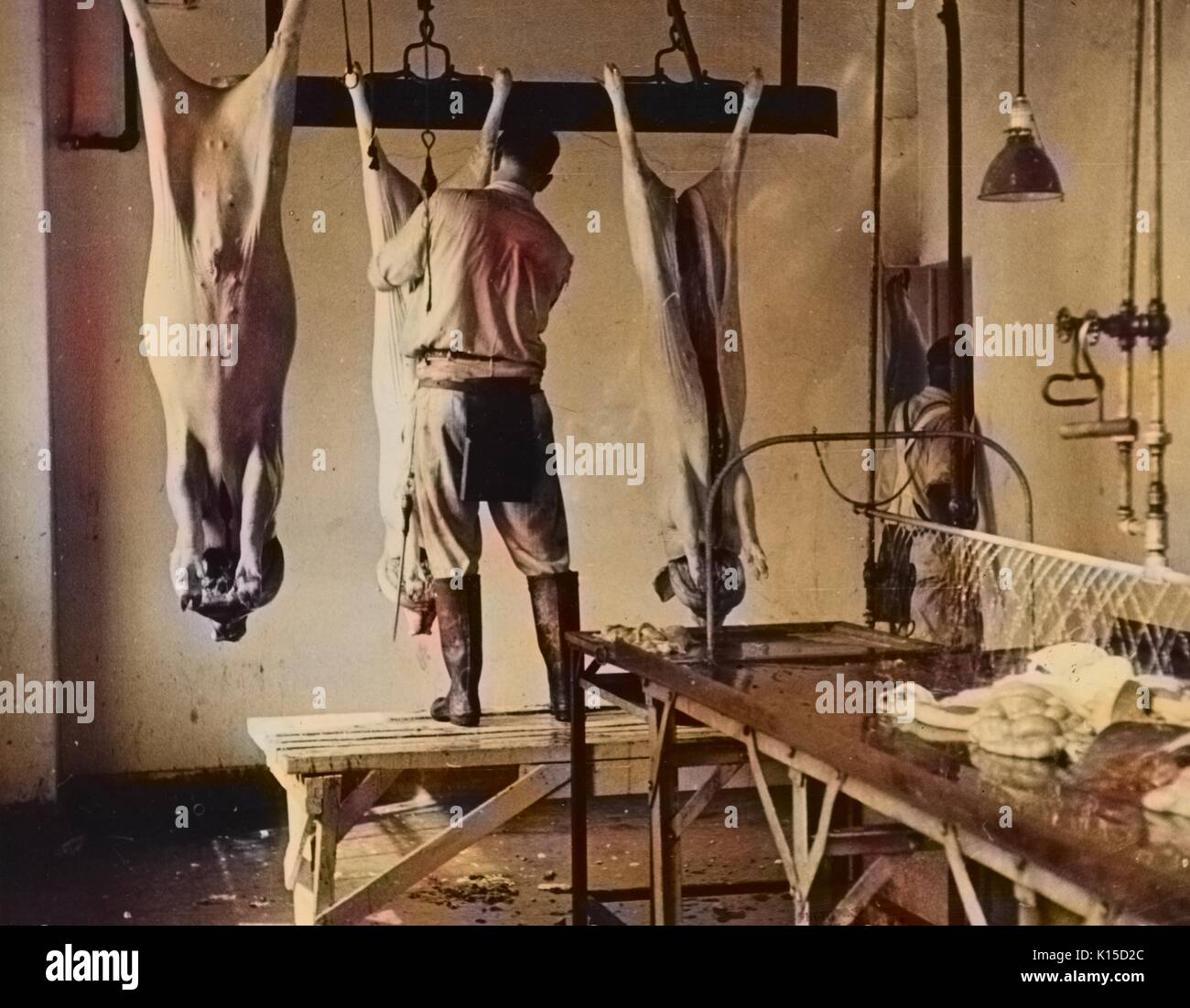 Lavoro nel macello nella sezione di carne presso la fattoria sperimentale del Reparto di Stati Uniti dell'agricoltura, Beltsville, Maryland, 1935. Dalla Biblioteca Pubblica di New York. Nota: l'immagine è stato colorizzato digitalmente usando un processo moderno. I colori possono non essere periodo-precisa. Foto Stock