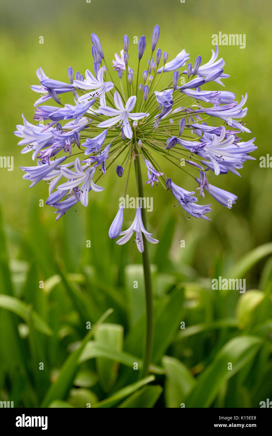 Gioielli blu (Agapanthus africanus), infiorescenza, Nord Reno-Westfalia,  Germania Foto stock - Alamy