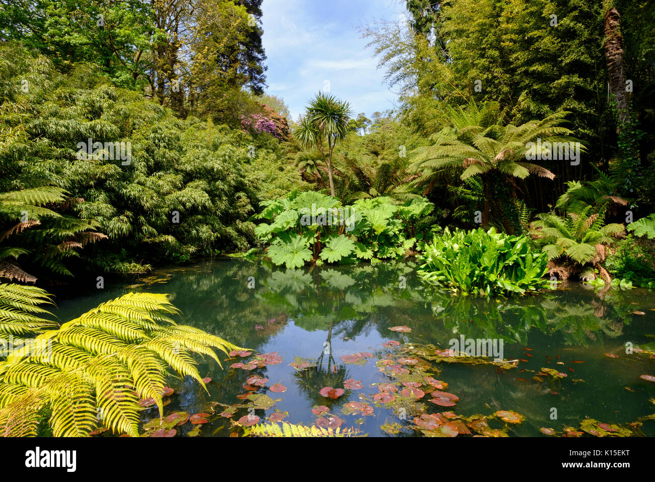 La giungla, la Lost Gardens of Heligan, vicino a St Austell, Cornwall, England, Regno Unito Foto Stock
