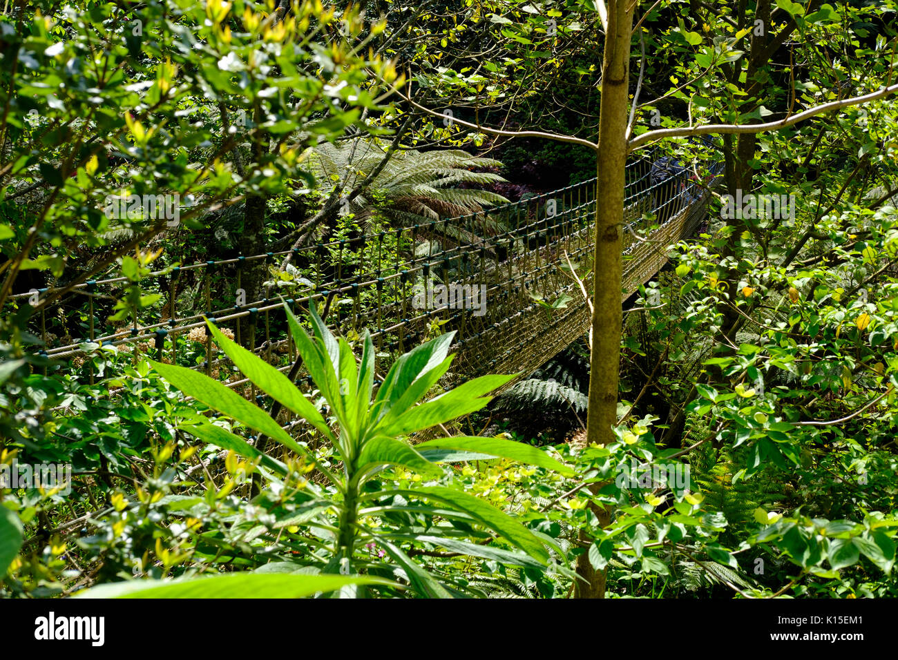 La Birmania ponte di sospensione nella giungla, il Lost Gardens of Heligan, vicino a St Austell, Cornwall, England, Regno Unito Foto Stock