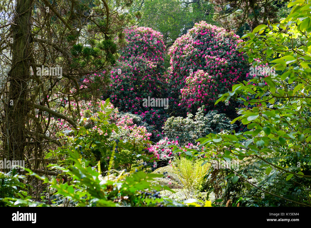 Fioritura di rododendro, giungla, il Lost Gardens of Heligan, vicino a St Austell, Cornwall, England, Regno Unito Foto Stock