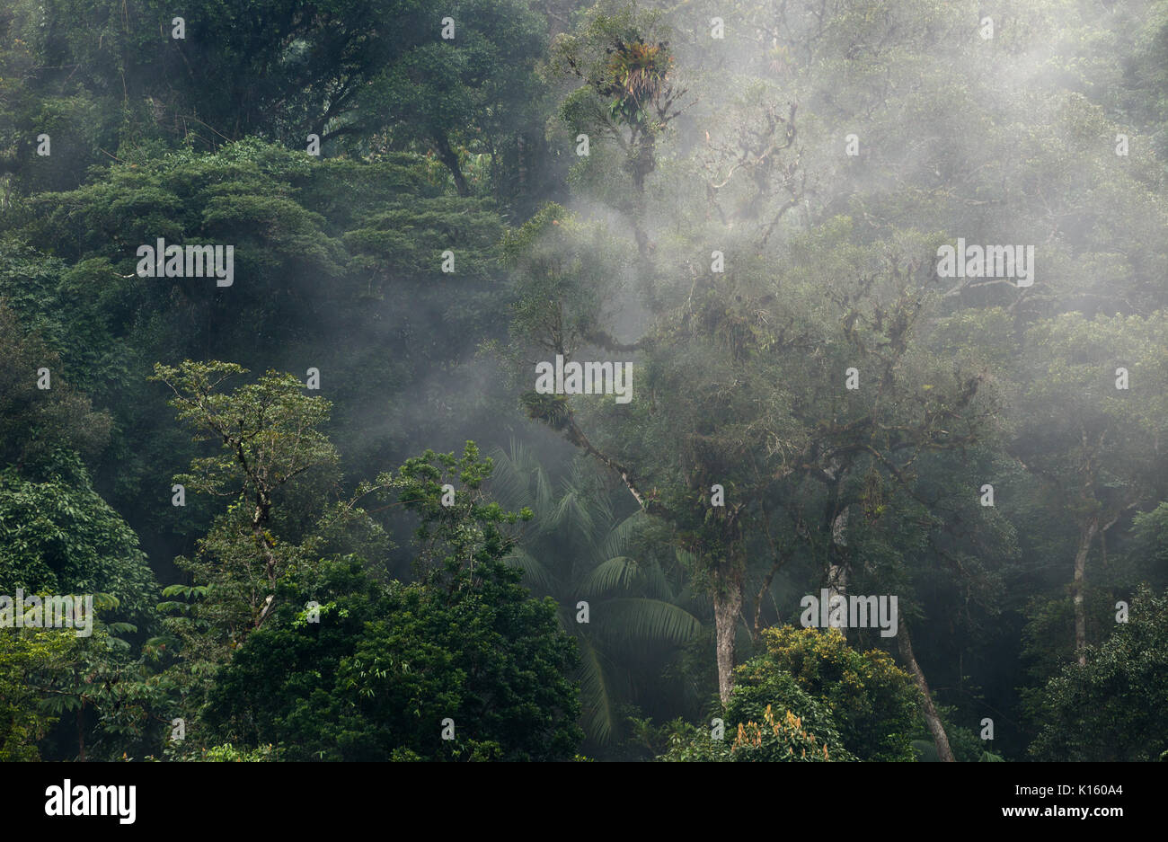 Nebbia di umidità che ricopre la foresta pluviale atlantica Foto Stock