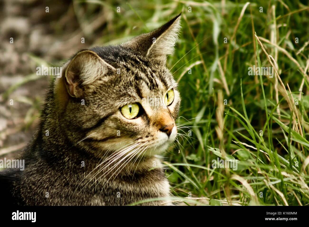 Close up ritratto di una femmina isolato tabby cat al di fuori Foto Stock