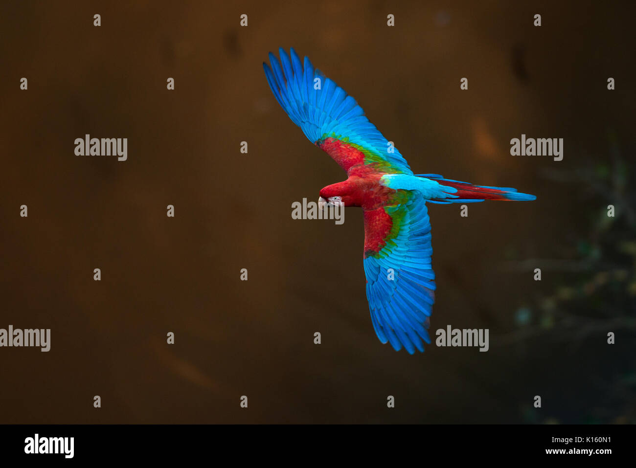 Rosso-verde macaw vista dorsale in volo Foto Stock