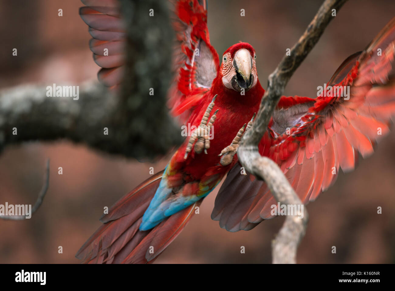 Un rosso-verde macaw appollaiate su un ramo di albero Foto Stock