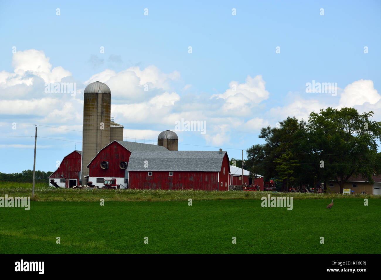 La vacca granaio di una fattoria di caseificio in Wisconsin Nordorientale città della Danimarca. Foto Stock