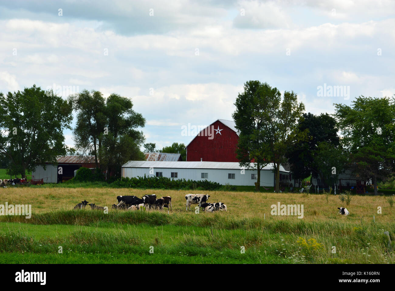 Le mucche pascolano in un campo in un caseificio di Wisconsin Nordorientale piccola città della Danimarca. Foto Stock
