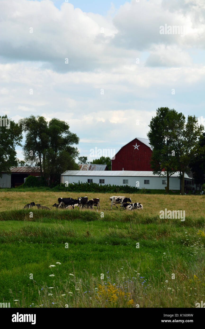 Le mucche pascolano in un campo in un caseificio di Wisconsin Nordorientale piccola città della Danimarca. Foto Stock