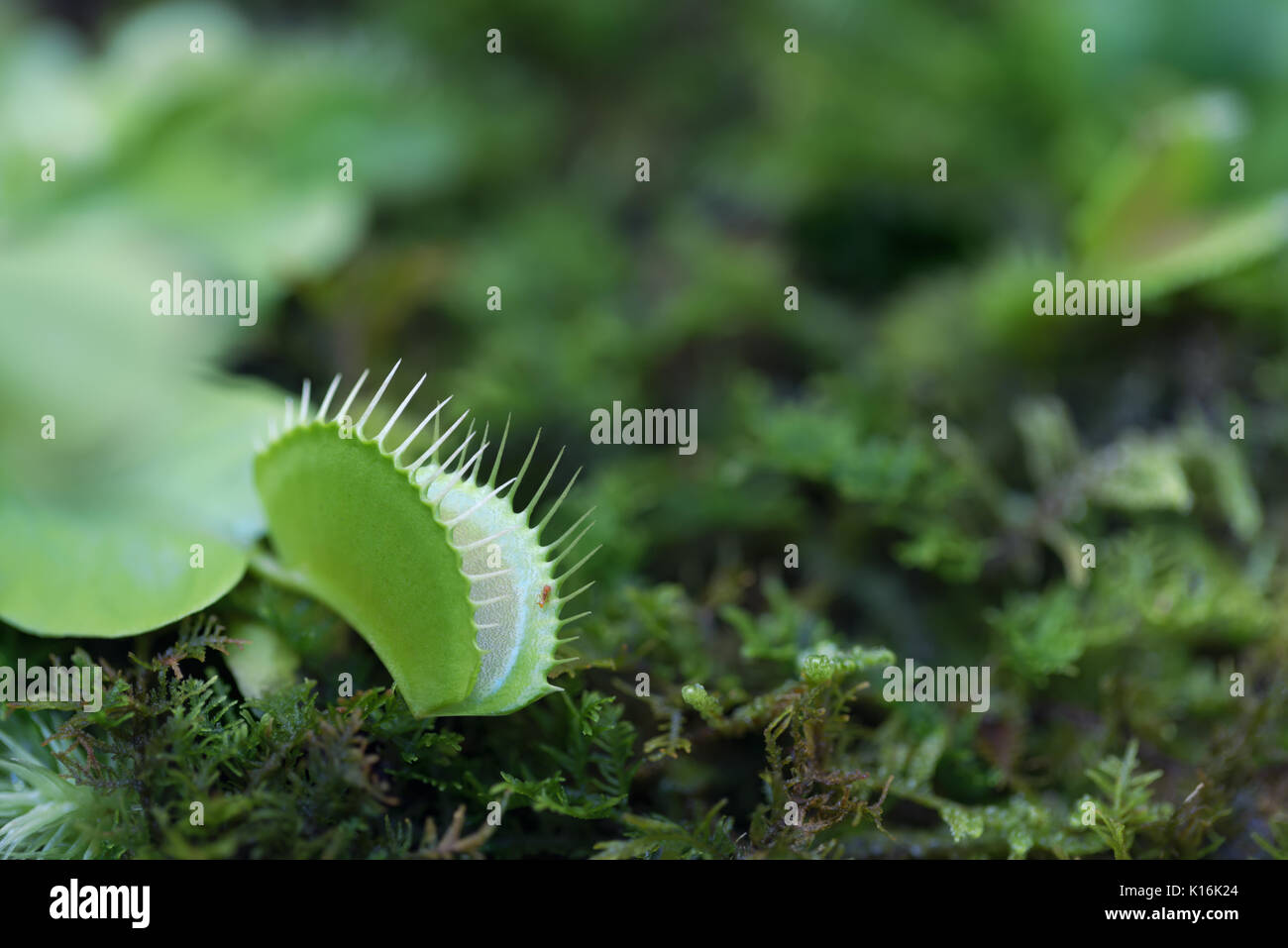 Venus flytrap - pianta carnivora Foto Stock