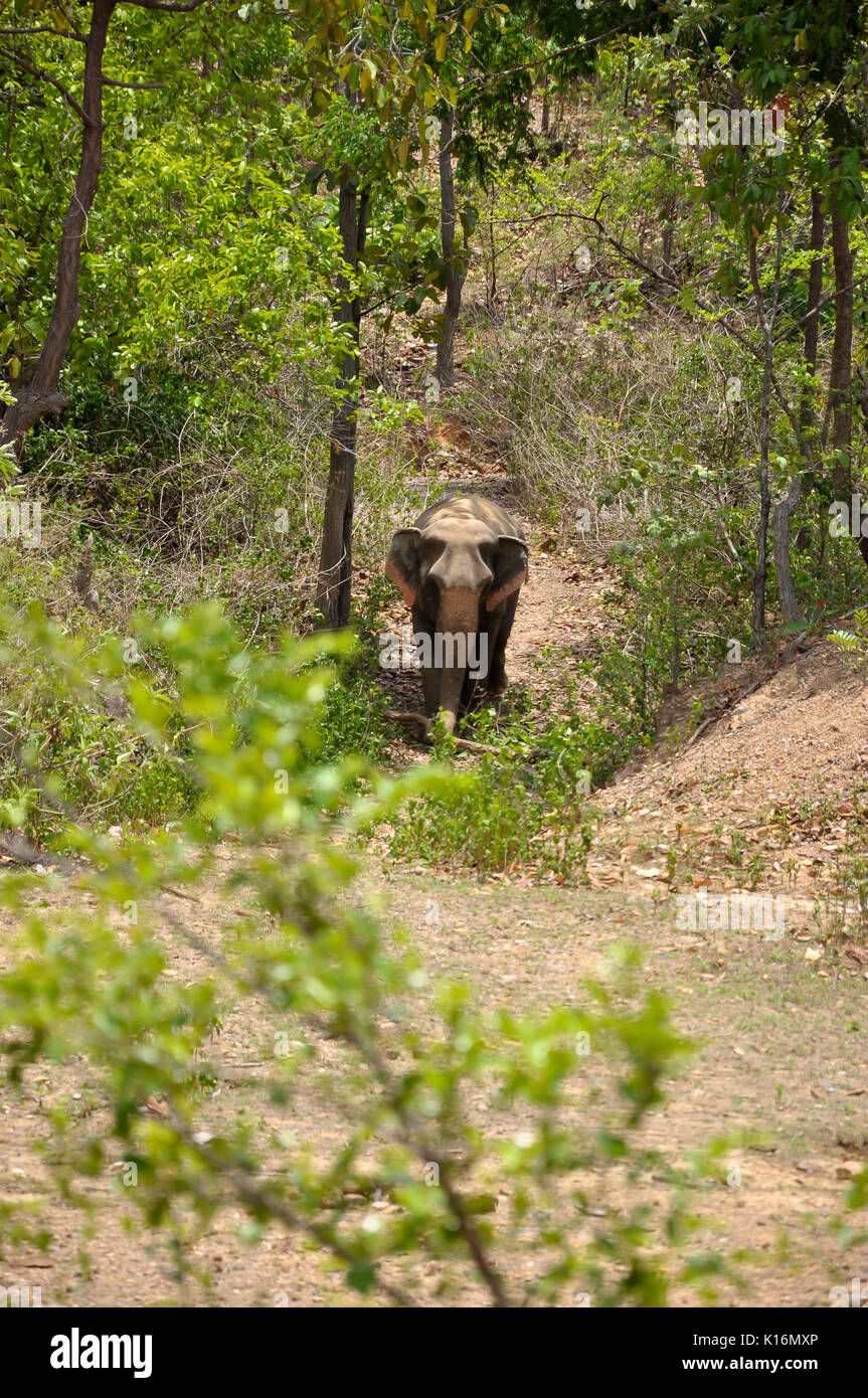 L'elefante è la massa più grande animale di terra, sebbene l'elefante asiatico è leggermente più piccolo rispetto al suo cugino africano. Foto Stock