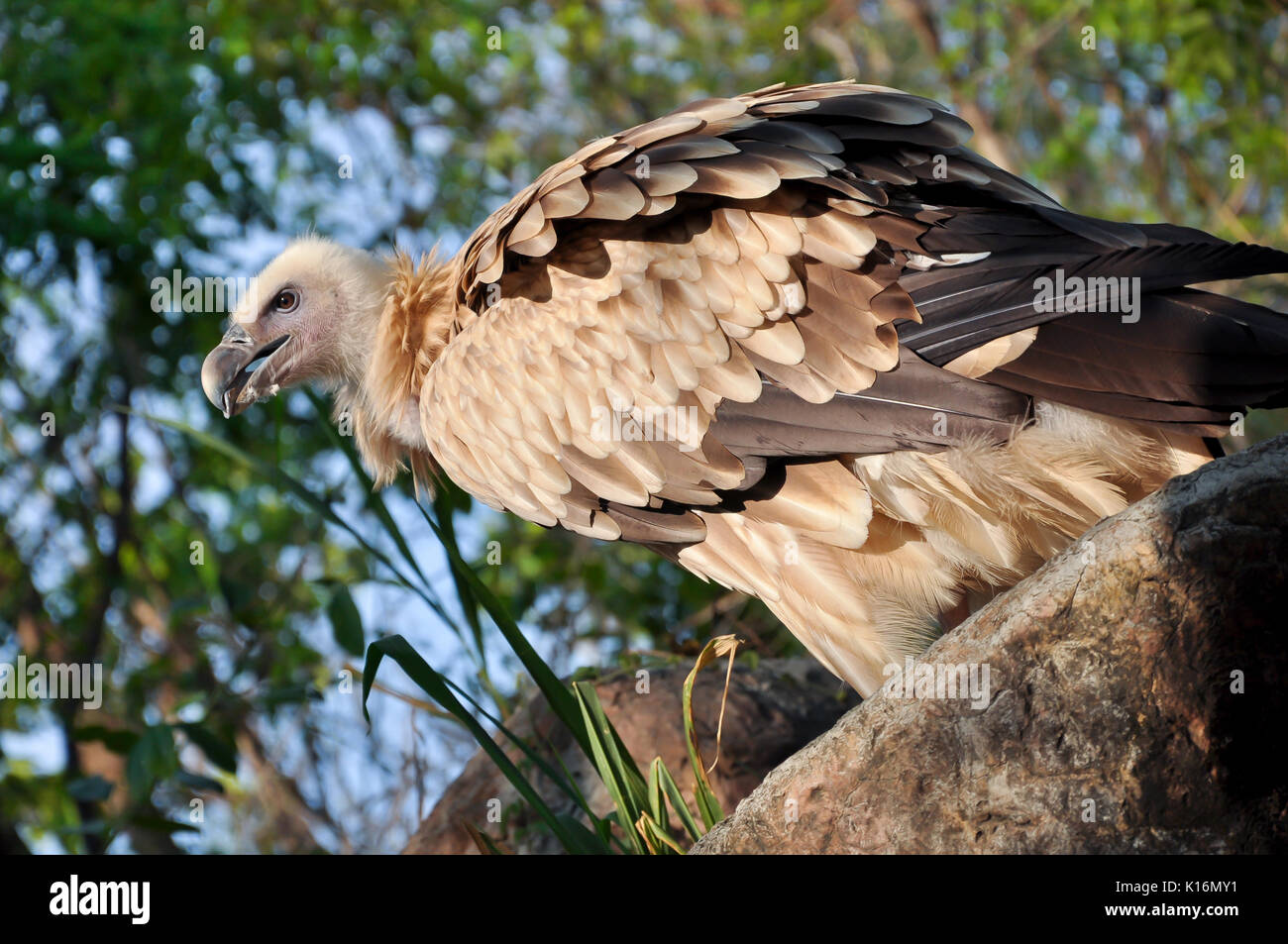 L'avvoltoio himalayano o Himalayan Grifone è un vecchio mondo vulture Foto Stock