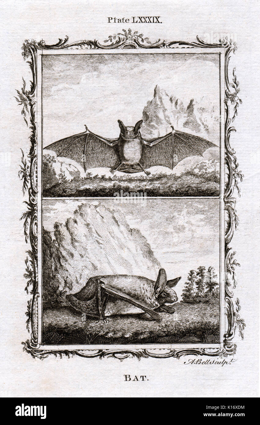 Antiquariato Stampa animale di pipistrelli dal Conte de Buffon's Histoire Naturelle, Generale et Particliere, c. 1780 Foto Stock