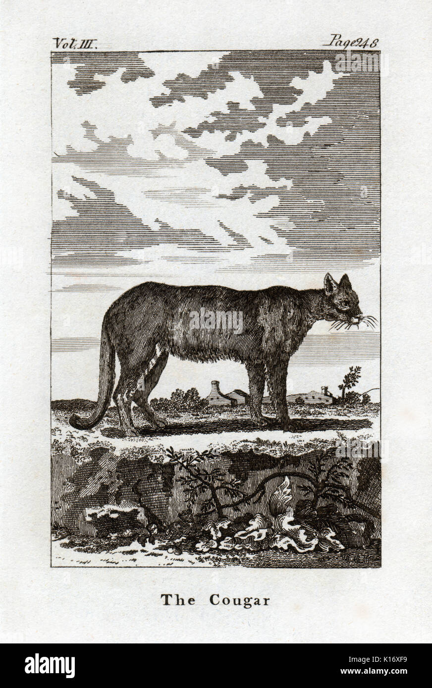 Antiquariato Stampa animale di una Cougar dal Conte de Buffon's Histoire Naturelle, Generale et Particliere, c. 1780 Foto Stock