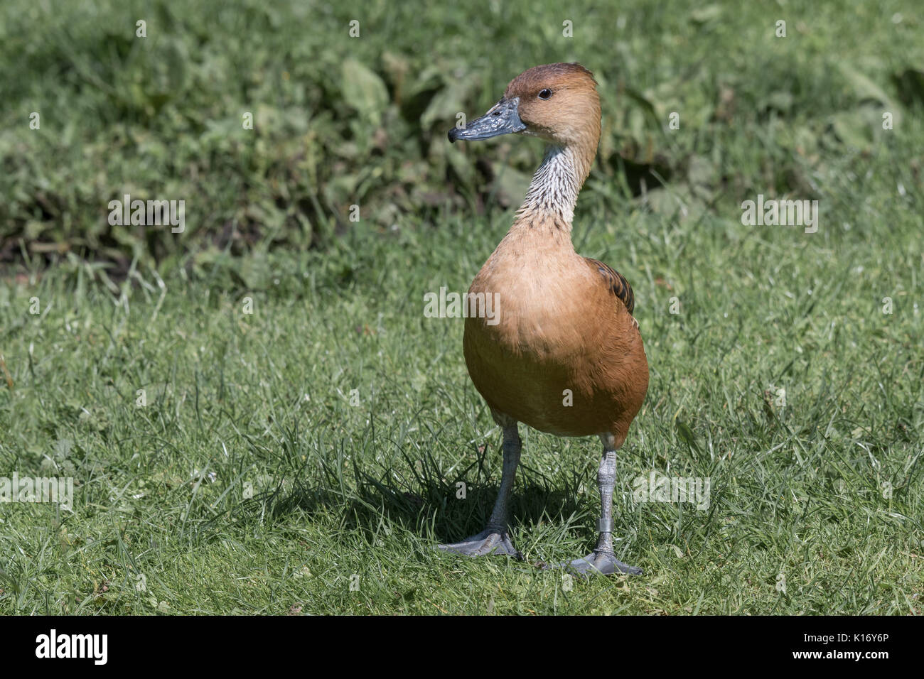 Lunghezza completa immagine di un sibilo fulvous duck in piedi sull'erba guardando a sinistra e tesa fino Foto Stock