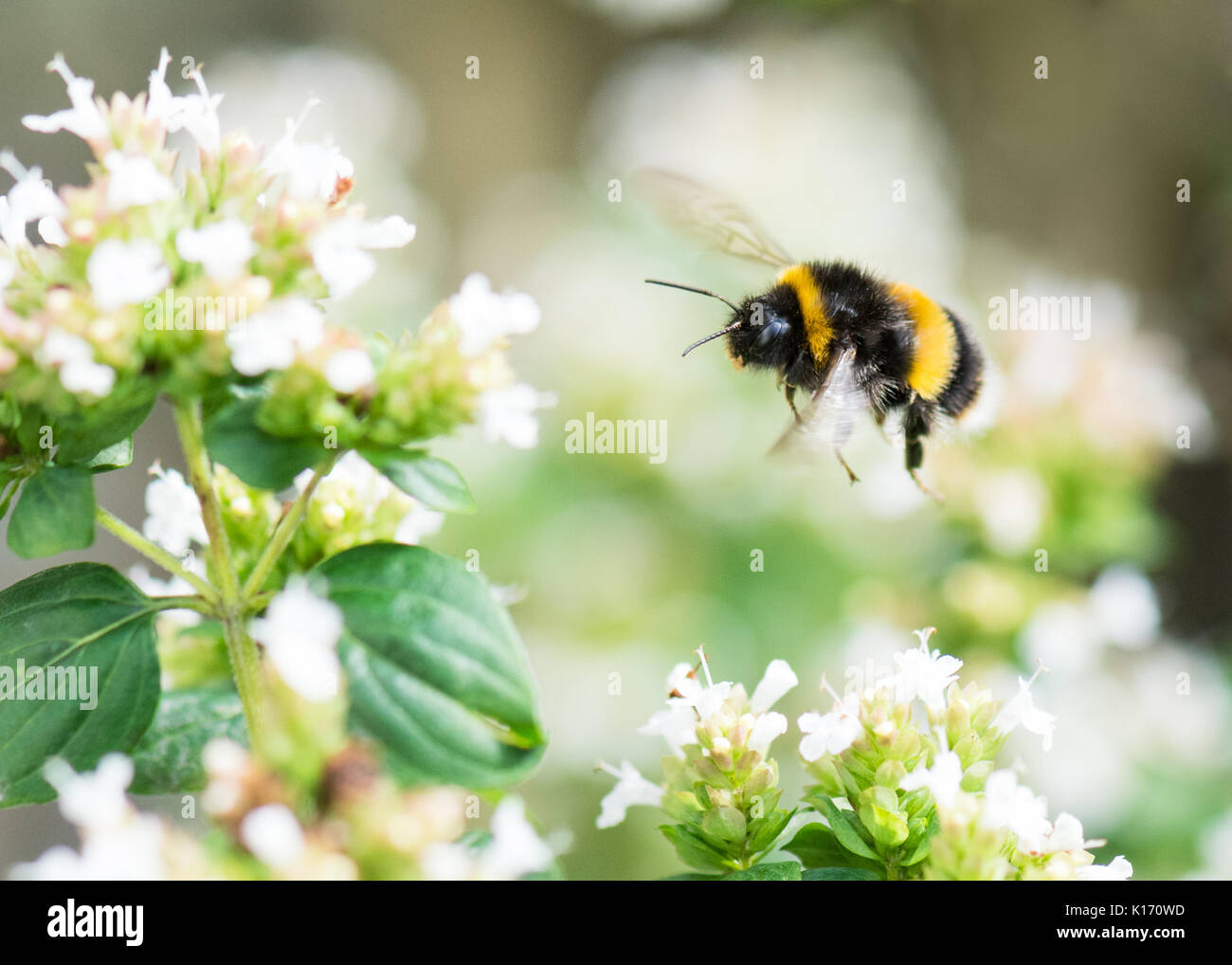 Buff tailed bumblebee - Bombus terrestris - volare verso il bianco fiori di maggiorana - REGNO UNITO Foto Stock