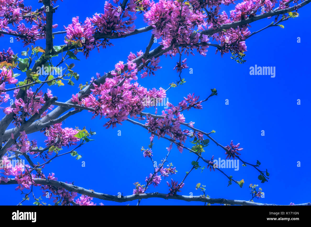 Fiori di Primavera (Cercis siliquastrum) contro il cielo blu. Foto Stock