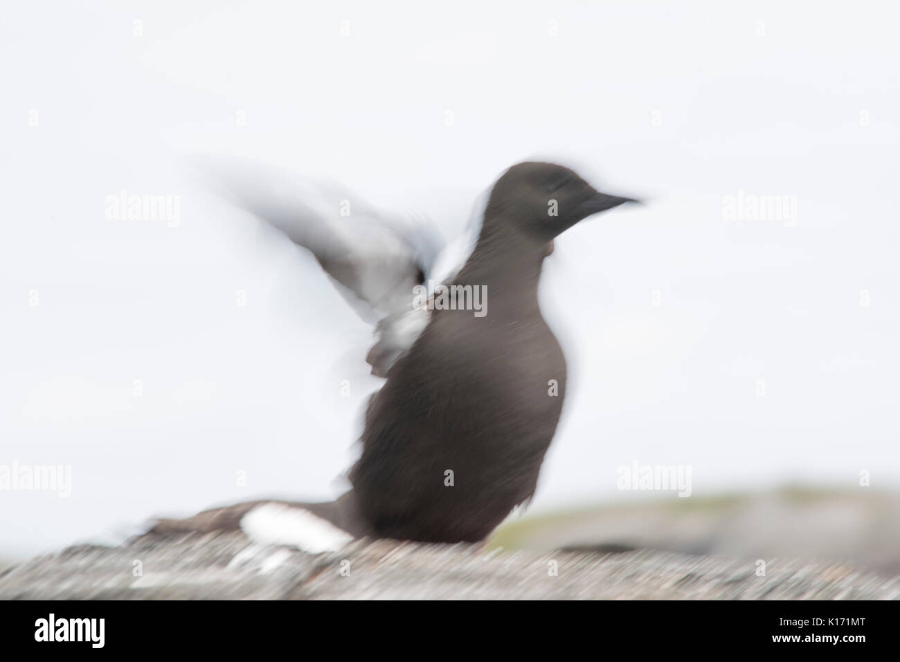 Black guillemot slow shutter Foto Stock