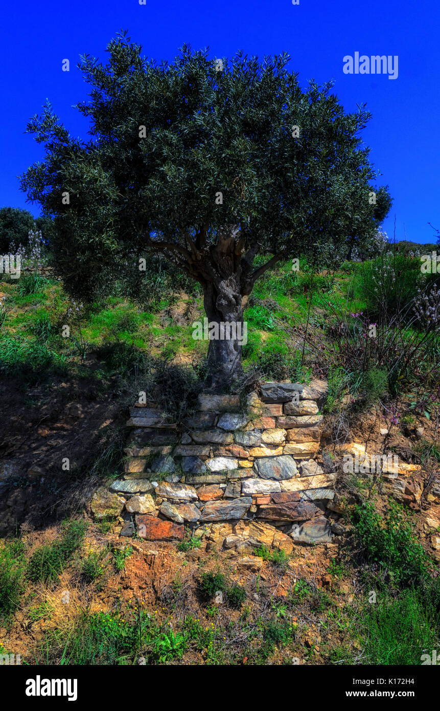 Esplorare la natura del Sacro Monte del Monte Athos in Grecia Foto Stock