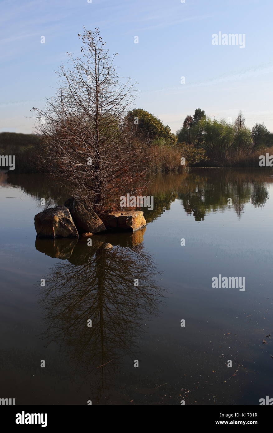 Paesaggio con una serena pond alberi un cielo blu e riflessi nell'acqua in formato verticale con spazio di copia Foto Stock