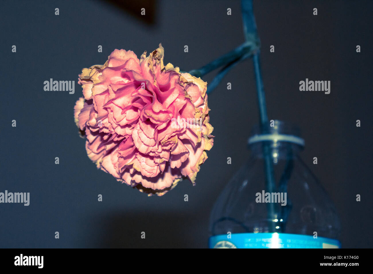 Un sano fiore in piena fioritura Foto Stock