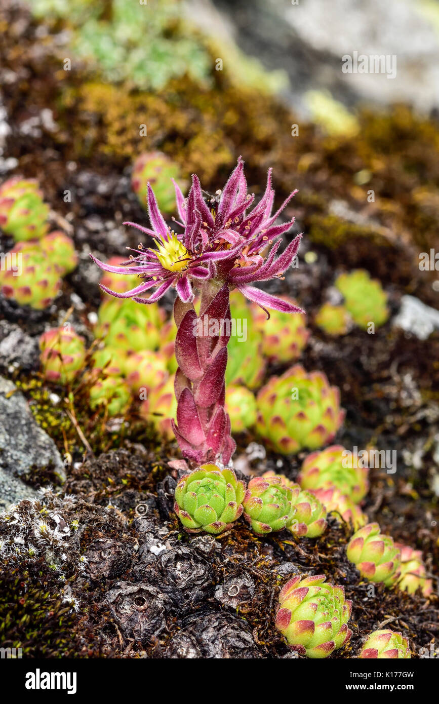 Di fiori alpini (Sempervivum montanum) Foto Stock