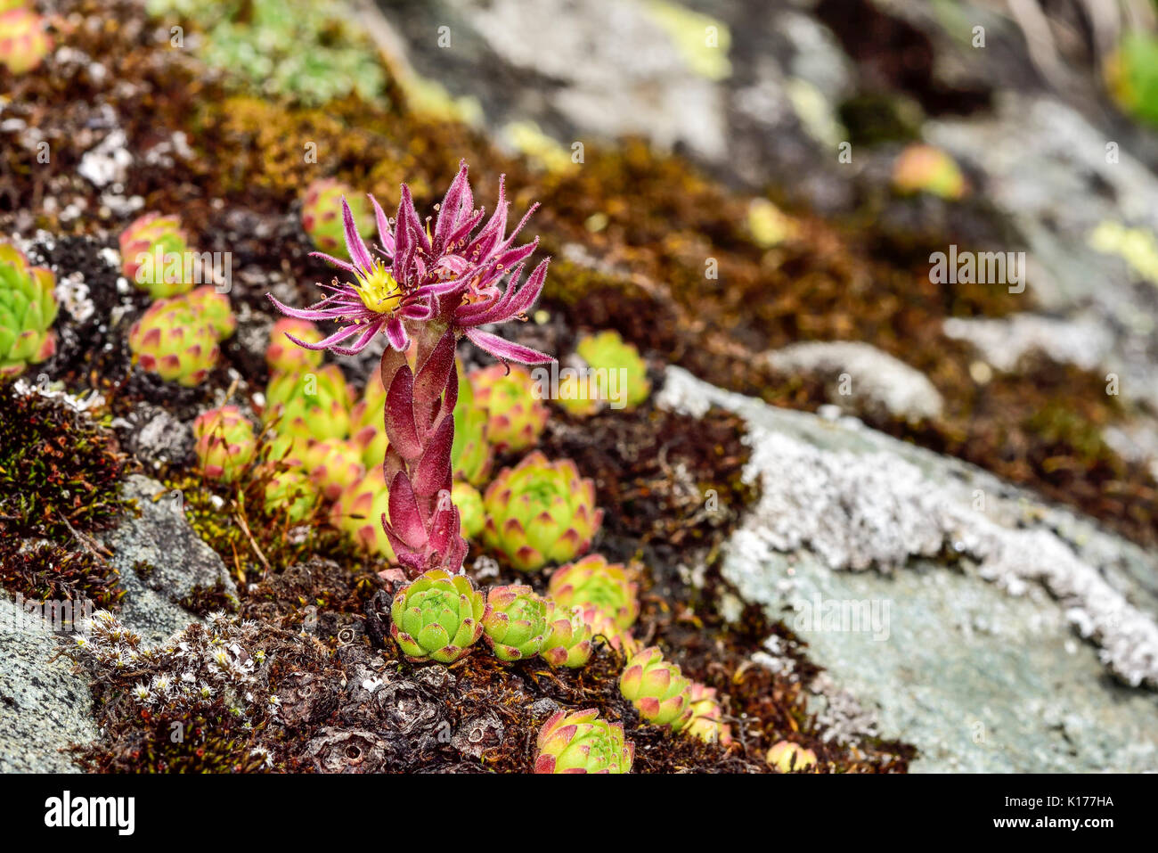 Di fiori alpini (Sempervivum montanum) Foto Stock