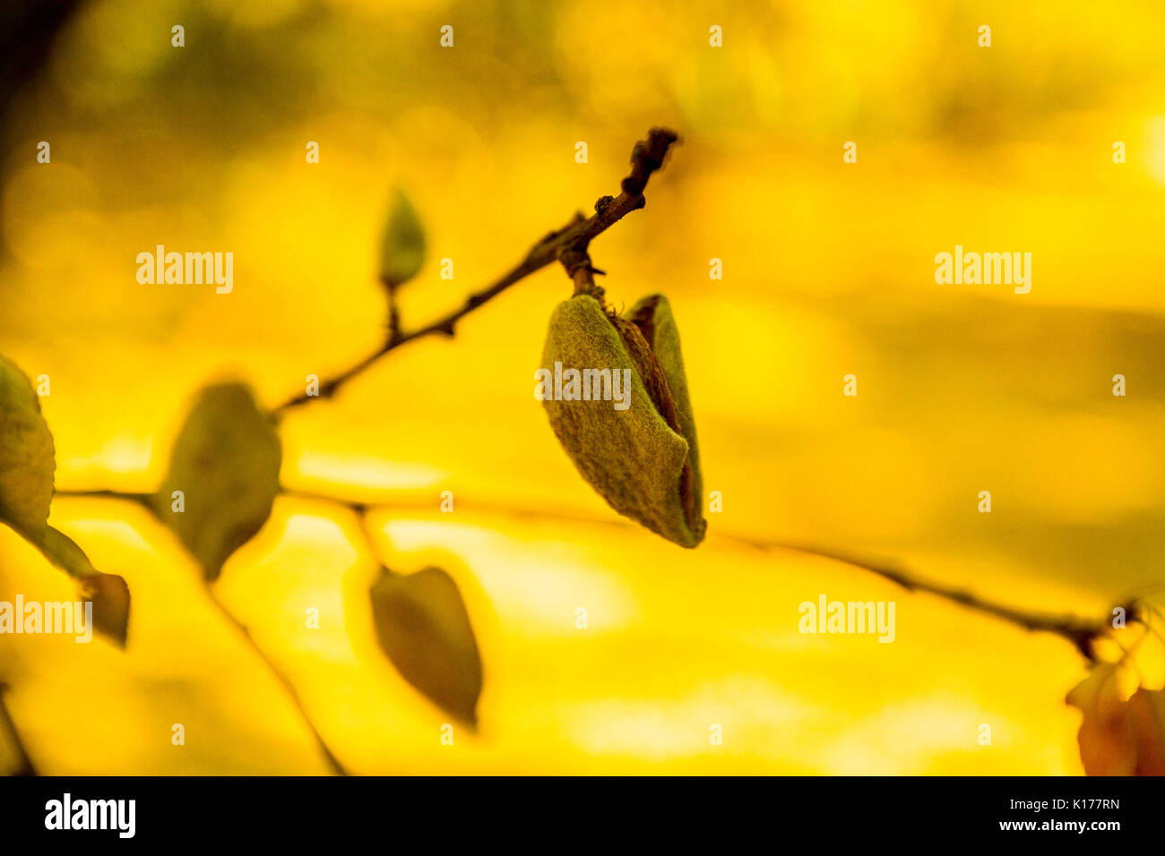 Un frutteto di mandorle in tarda estate diventa di un bel colore dorato come le mandorle maturano sugli alberi. Foto Stock