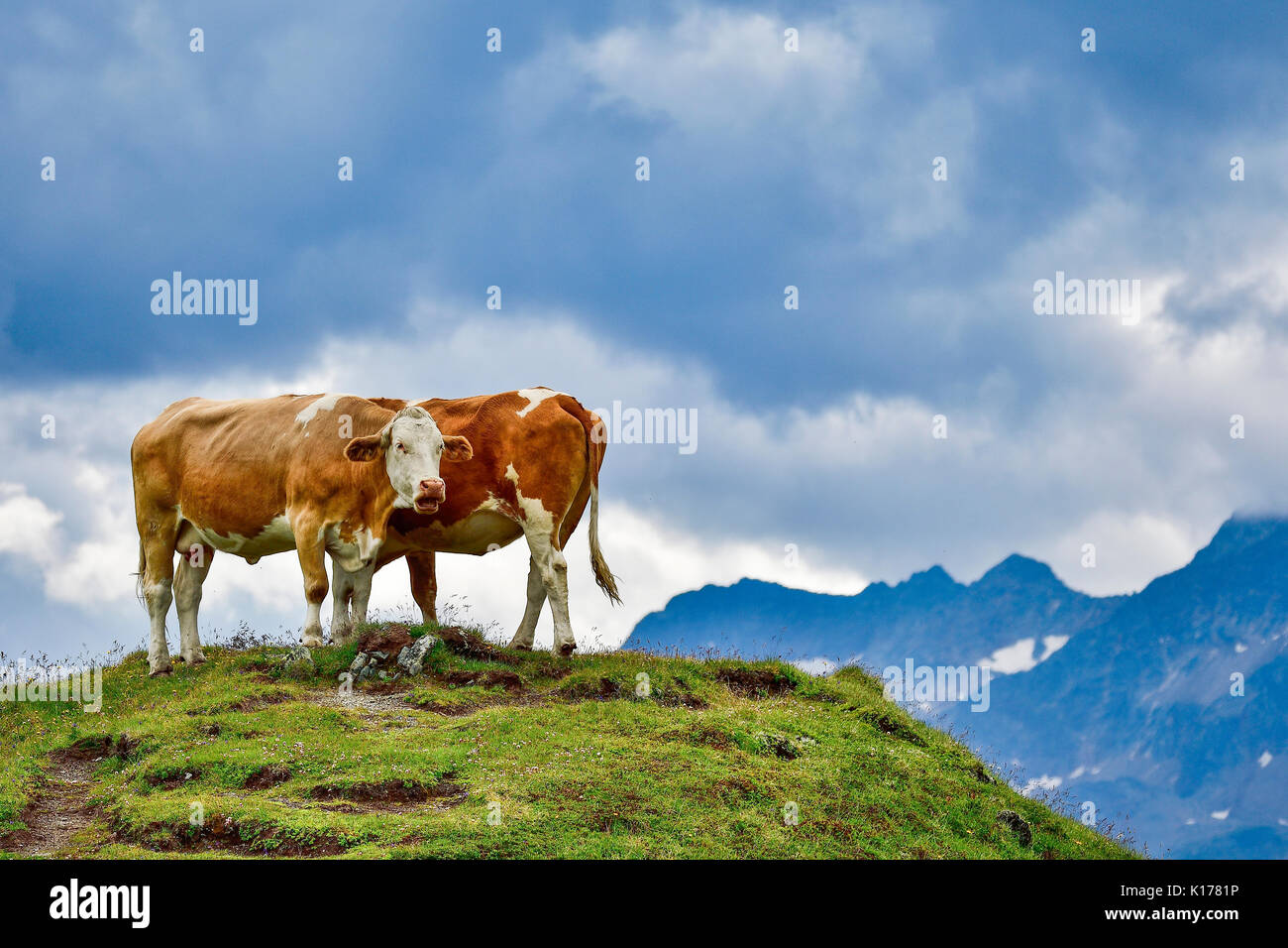 Alp vacche su pascolo Foto Stock