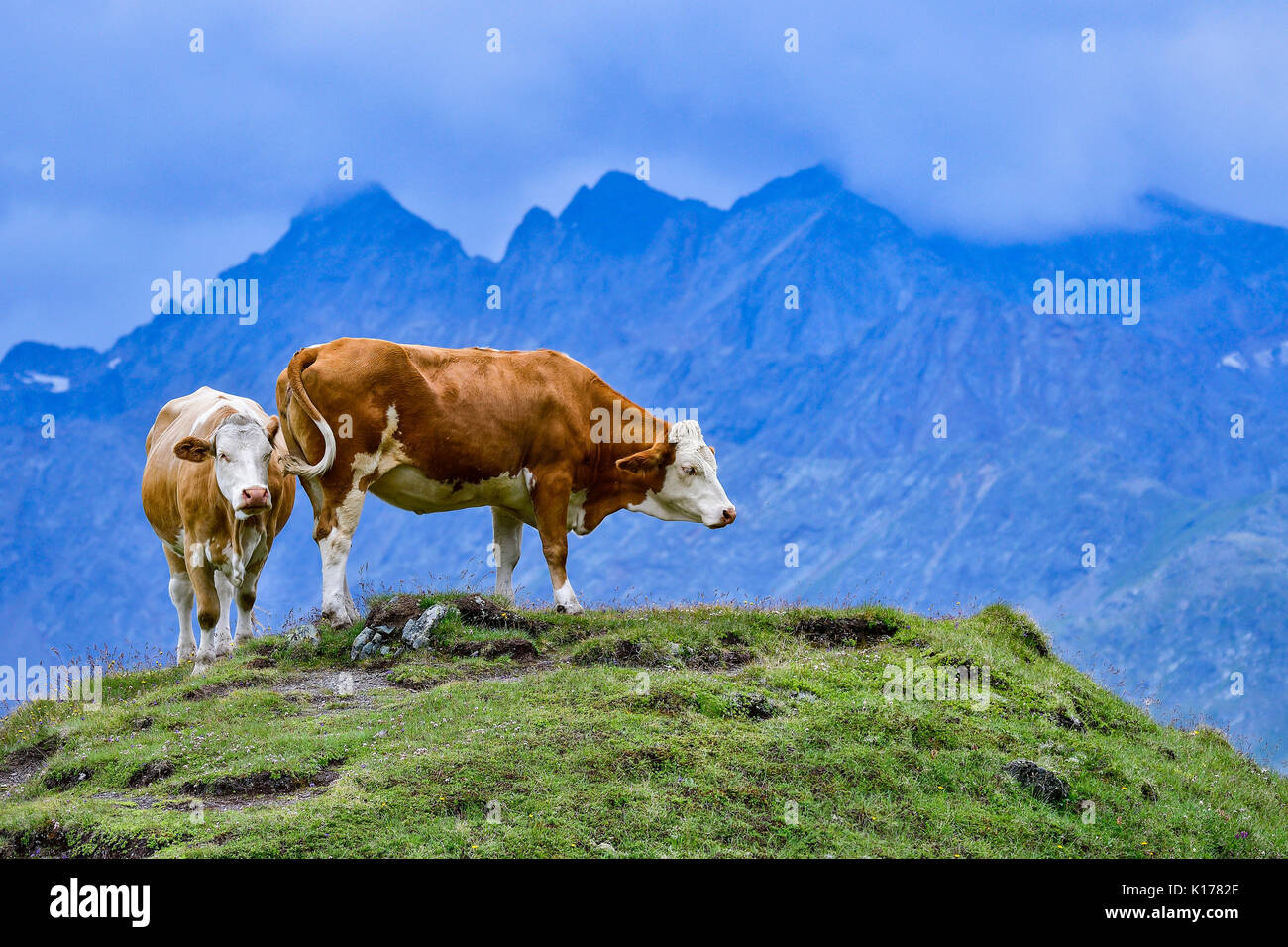 Alp vacche su pascolo Foto Stock