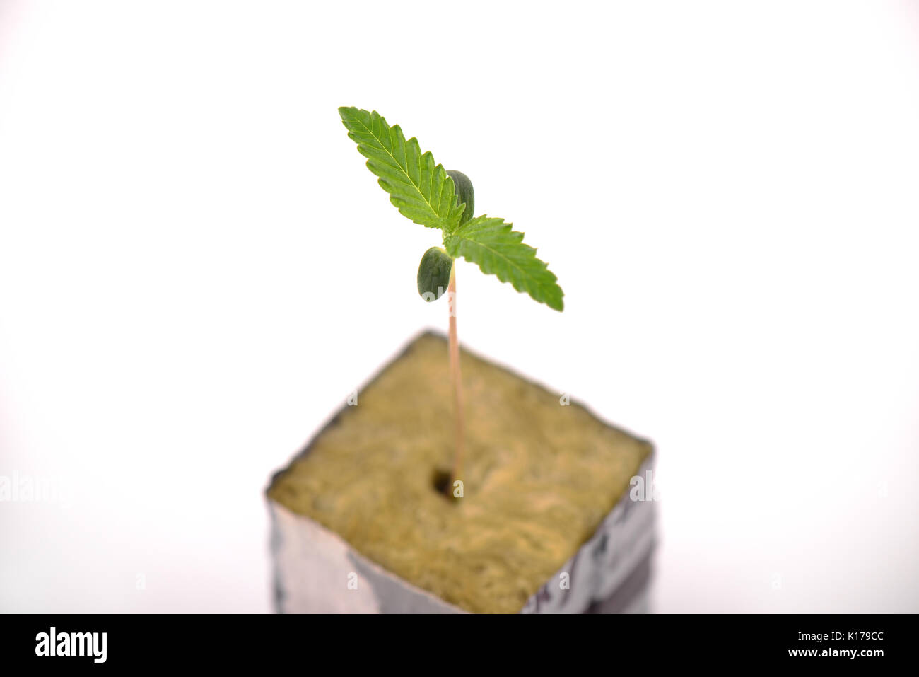 Macro dettaglio di germoglio di cannabis su un cubo con le prime due foglie in crescita, isolate su sfondo bianco Foto Stock