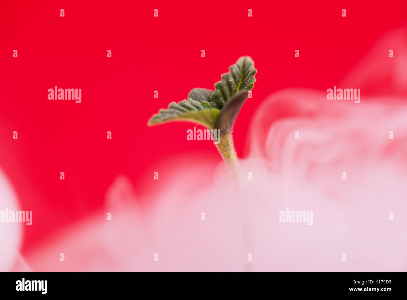 Macro dettaglio di germoglio di cannabis (marijuana Afgani ceppo) con le prime due foglie, isolate su sfondo rosso Foto Stock Macro dettaglio di germoglio di cannabis (marijuana Afgani ceppo) con le prime due foglie, isolate su sfondo rosso Foto Stock