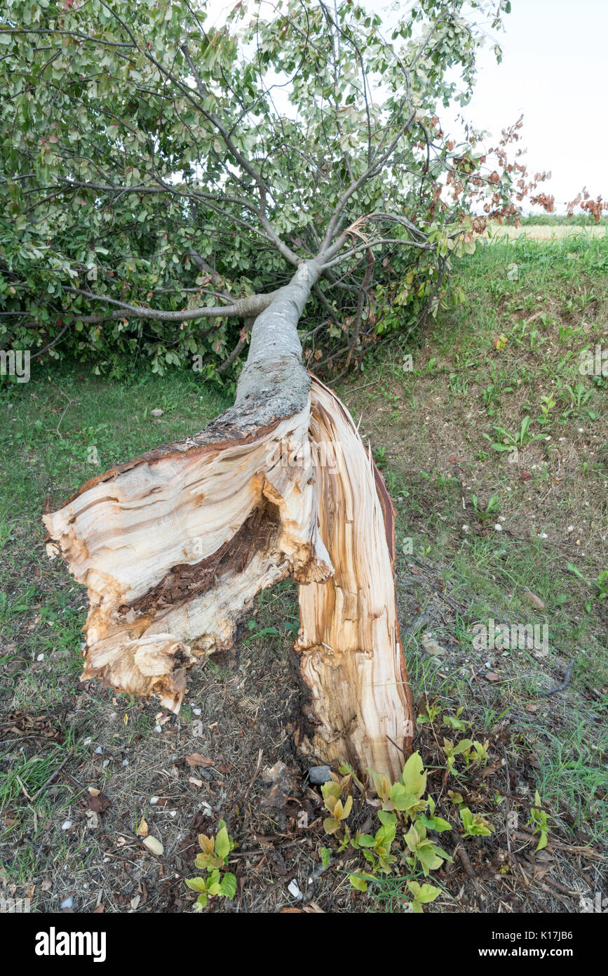 Un albero strappato dal vento durante una violenta tempesta Foto Stock