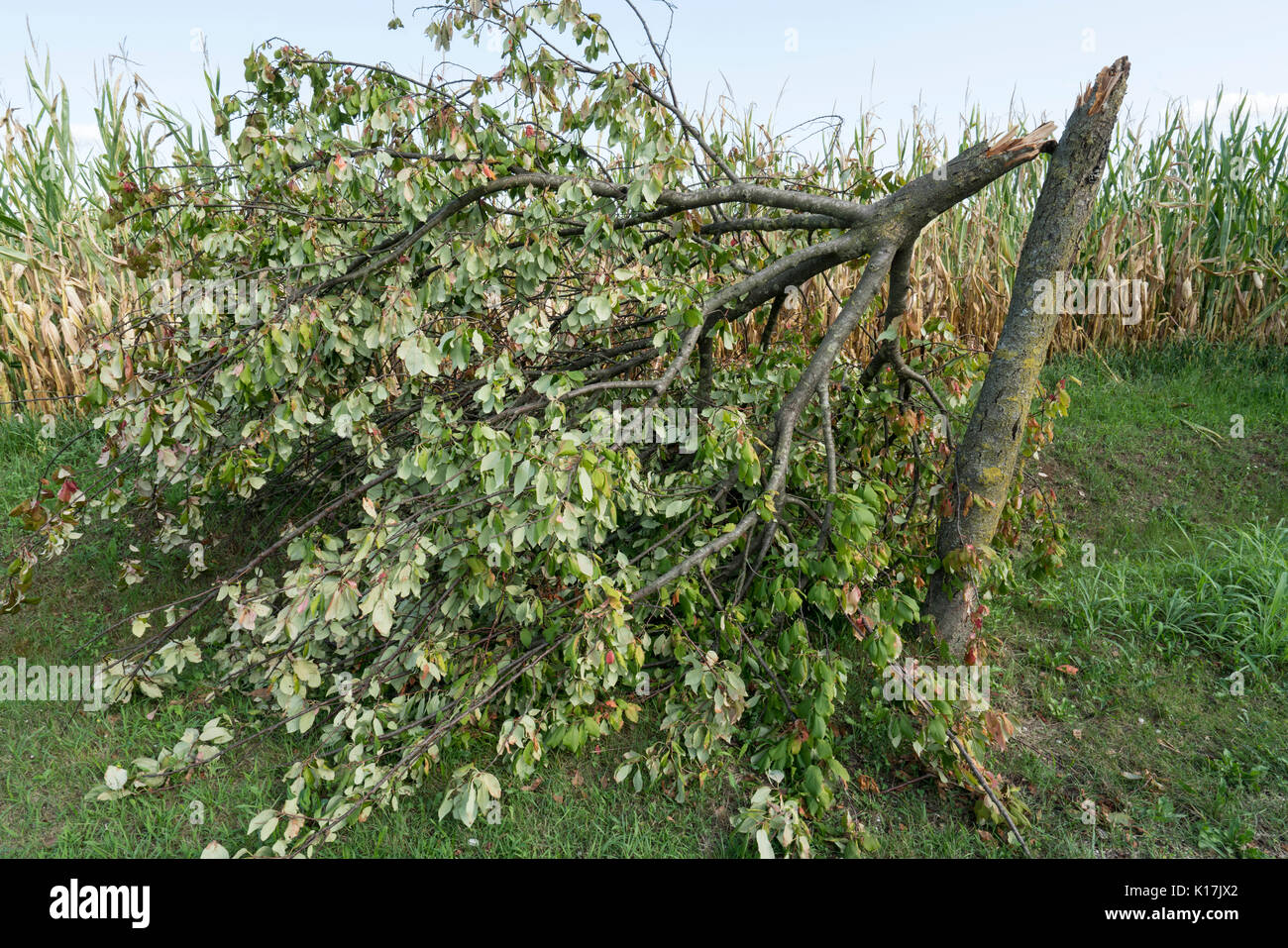 Un albero strappato dal vento durante una violenta tempesta Foto Stock