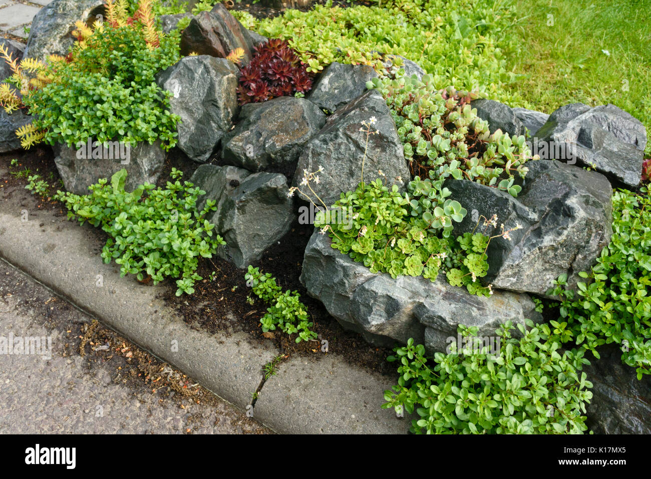 Giardino roccioso con le piante succulente Foto Stock