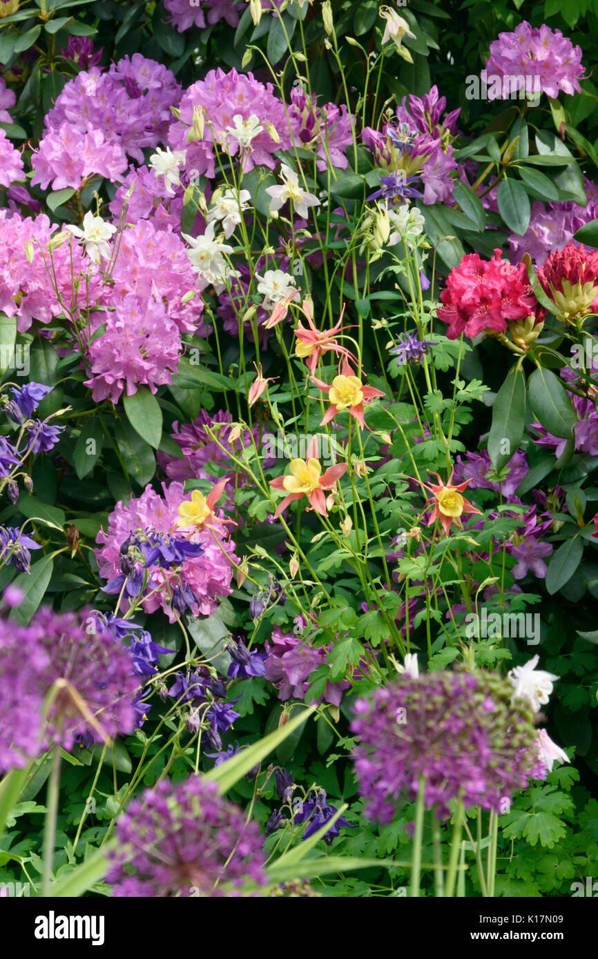 Rododendri (Rhododendron), columbines (aquilegia) e cipolle ornamentali (allium) Foto Stock