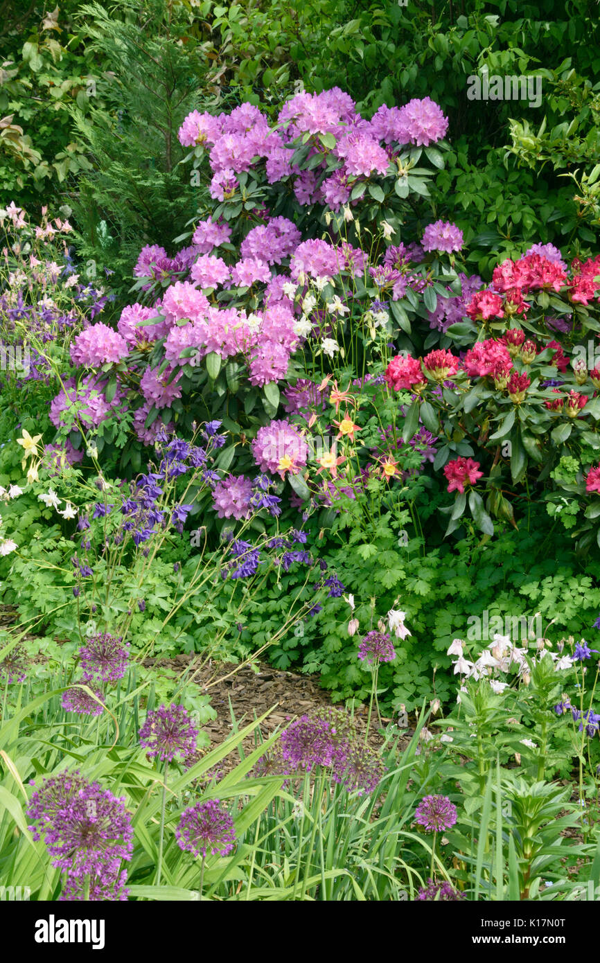 Rododendri (Rhododendron), columbines (aquilegia) e cipolle ornamentali (allium) Foto Stock